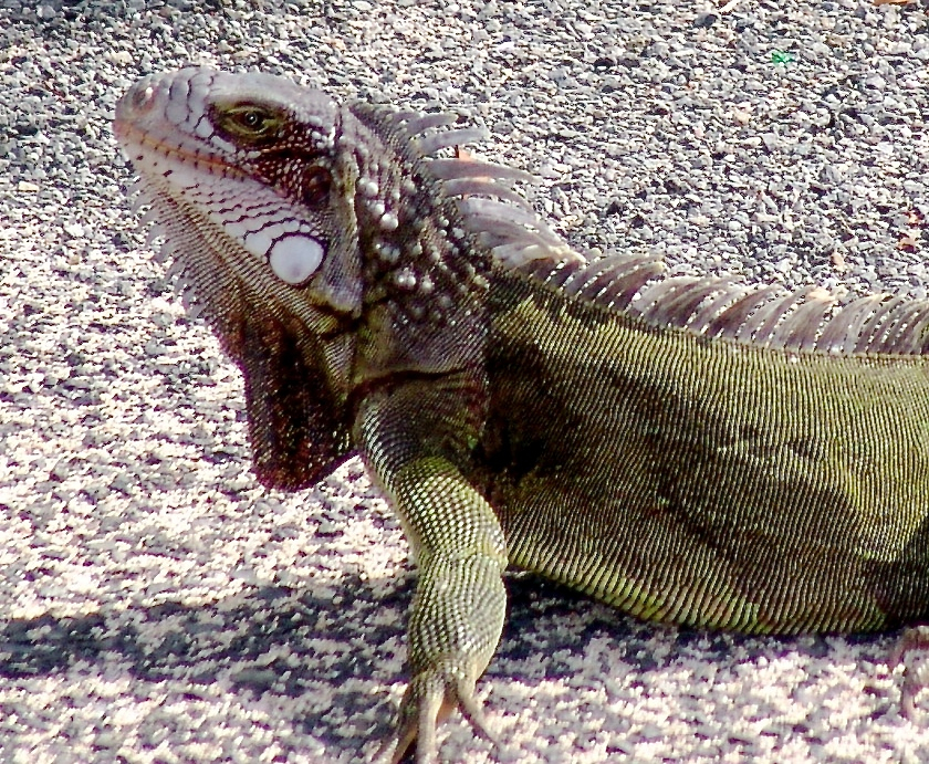 Idle the Iguana ponders a question. (Source file photo)