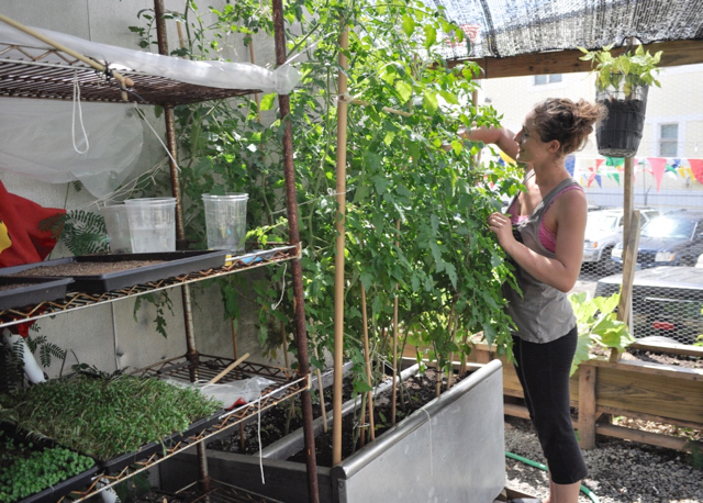Extra Virgin Bistro sous chef Denna Warman cares for tomato plants in the restaurant&rsquo;s new back garden.