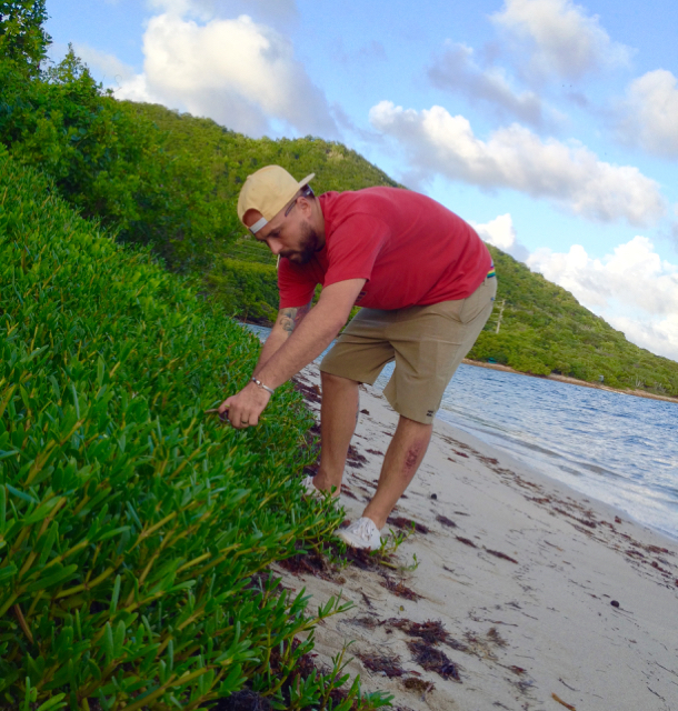 Chef Shaun Brian Sells forages for sea purslane, a coastal herb that he uses in some of his dishes.