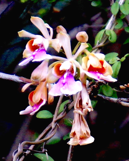 A butterfly orchid growing on St. John. (Photo by Gail Karlsson)