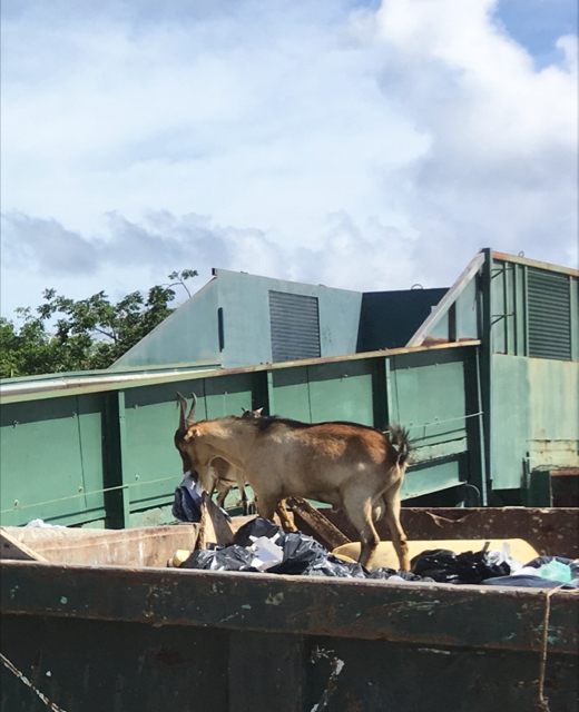A goat dines on trash in in front of the broken compactor at the Susannaberg Transfer Station.