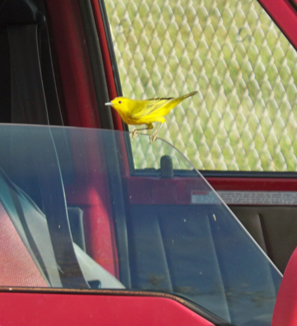A yellow warbler seems insistent about being included in the annual Christmas Bird Count.