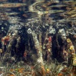 STJ_mangrove-roots-oysters-2_gm_960x650