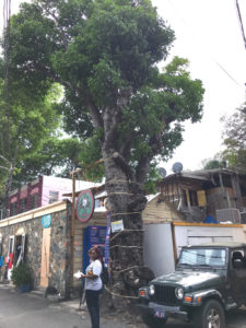 This genip tree is many centuries old.