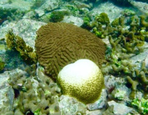 A bleached coral next to a healthy one in Hurricane Hole. (Photo by Caroline Rogers)