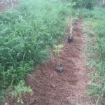 R2R replants submitted by Nate Olive(2)
