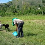 Dale Browne feeds his goats after Hurricane Maria.