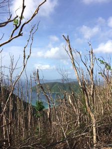 Damaged trees at the Maho Bay Overlook.