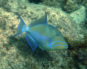 A queen triggerfish in Rendezvous Bay. (Photo by Caroline Rogers)
