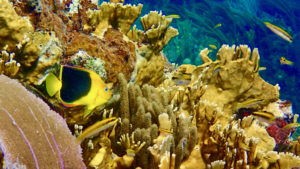 A juvenile rock beauty (the black and yellow angel fish, moves along the reef. (Photo by David Holzman)