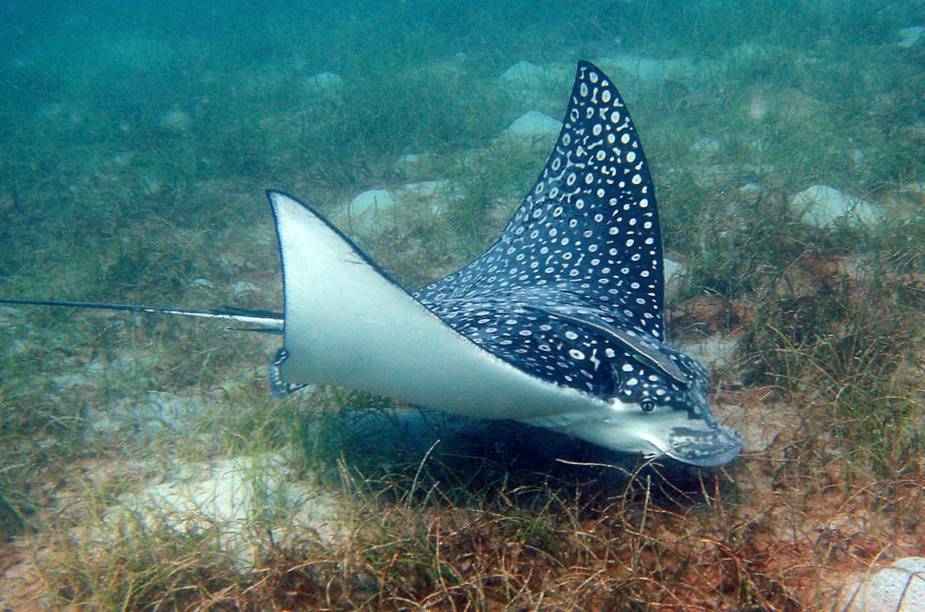 A spotted eagle ray. {Photo by Caroline Rogers)
