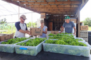 Nate and Shelli Olive and Brian McCullough pack fresh lettuce for the Farm to School lunch program.