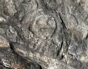 Worn by centuries of wind and rain, a hand-carved face peers out from a petroglyph. New studies suggest the Taino, who left behind this art, never really went away. (Bill Kossler photo) 