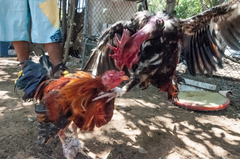U.S. Attorney Reminds USVI Residents that Cockfighting Is Prohibited