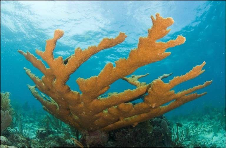 Governor Bryan Issues Executive Order Protecting USVI Coral Reefs
