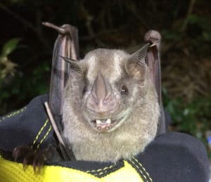 This Jamaican fruit bat (Artibeus jamaicensis) was spotted last week on St. Thomas – the first known sighting of a fruit bat on the island since the September hurricanes.  (Photos by Renanta Platenberg)