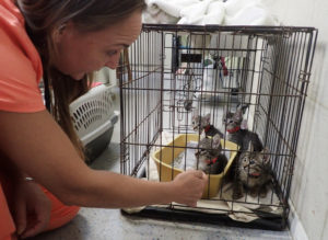Dr. Michelle Mehalick talks to kittens before spay surgery. 