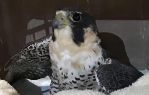 This breeding peregrine falcon was found wounded by a pellet gun on St. Croix. (Photo provided by SCAWC)