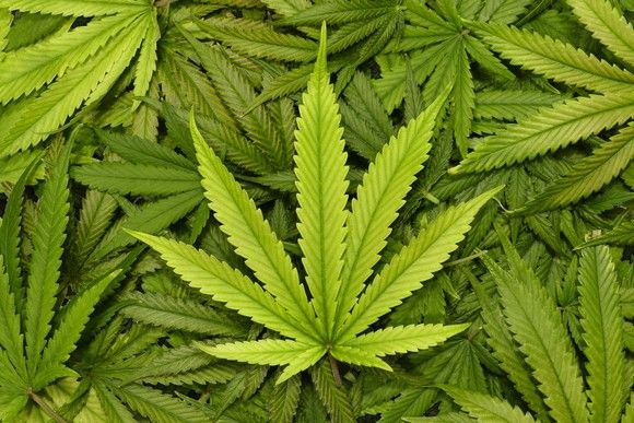 New York Man Sentenced To Probation For Marijuana Trafficking