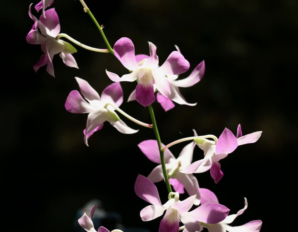 A lovely Dendrobium. (Linda Morland photo)
