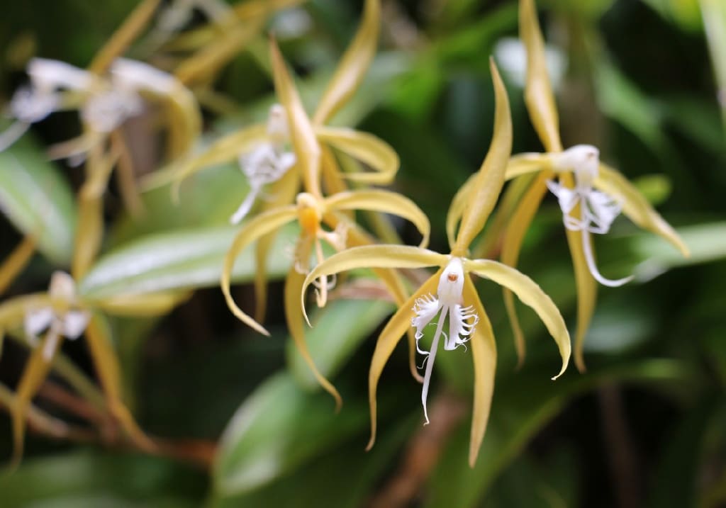 Close up of Epidendrum ciliare, Grand Champion of Show. (Linda Morland photo)