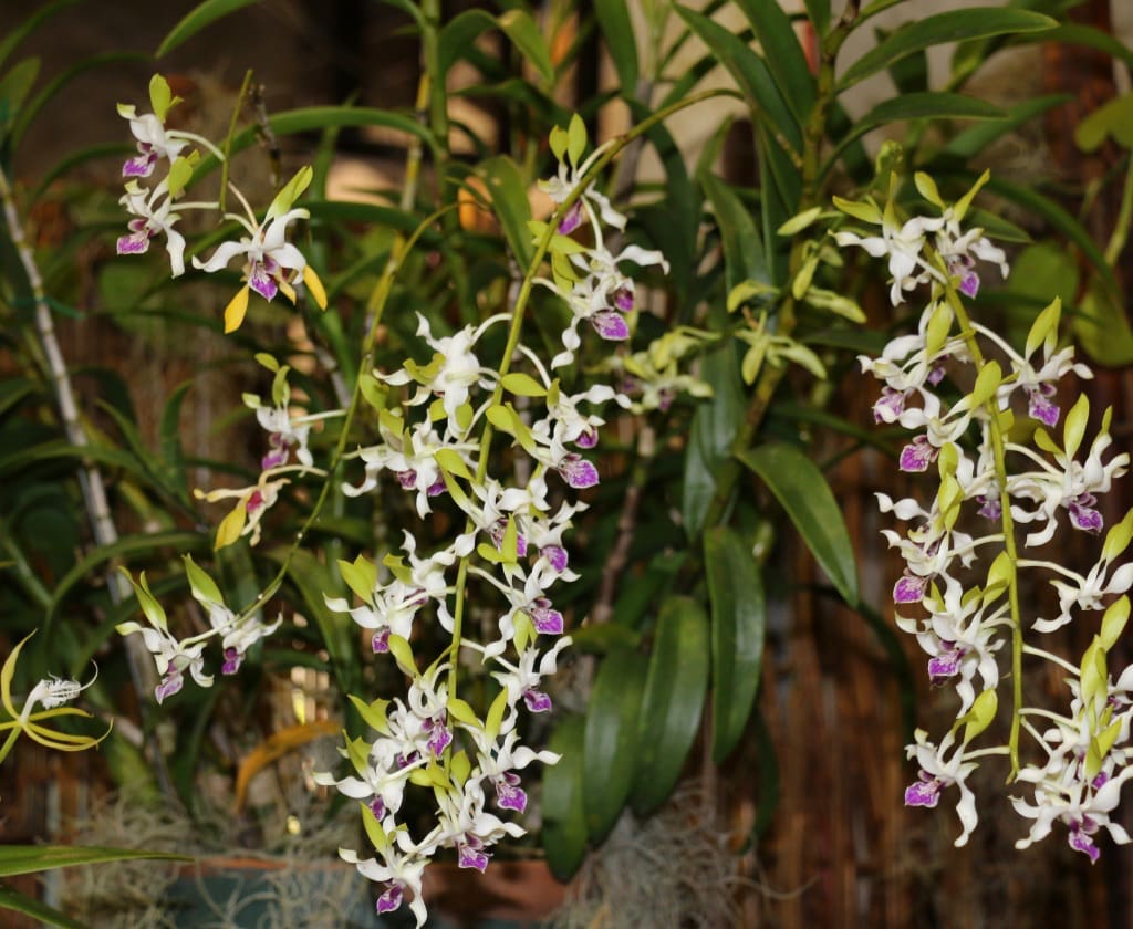 The President’s Award was presented to Iliana Hannah for a beautiful hybrid Dendrobium. (Linda Morland photo)