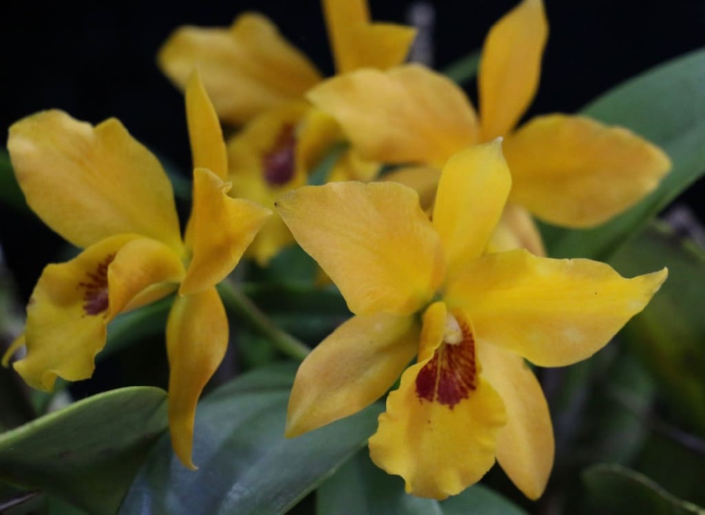 Close up Laeliocattleya Gold Digger Buttercup. (Linda Morland photo)
