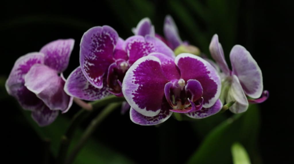 Beautiful example of Phalaenopisis in bloom. (Linda Morland photo)
