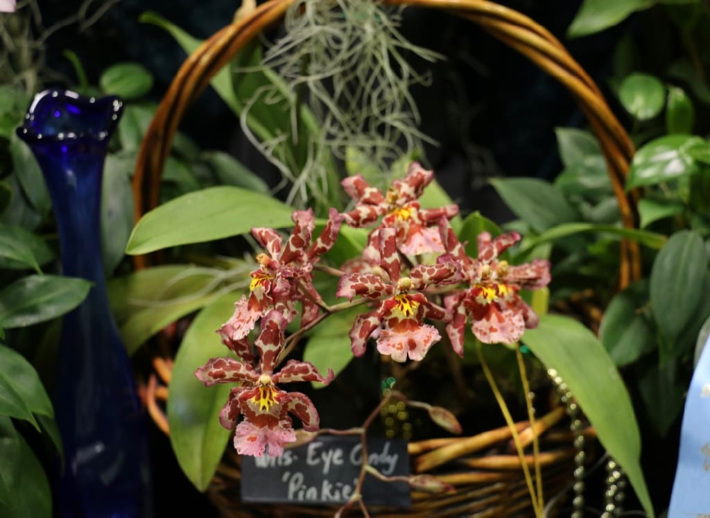 Wilsonara Eye Candy ‘Pinkie’ tucked into a basket is picture perfect. (Linda Morland photo)