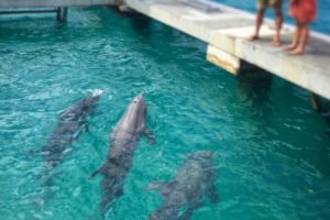 File photo shows three of Coral World's original four dolphins checking out their new surroundings in February. (April Knight photo)