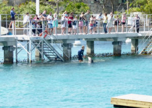 Liko and his caretaker give dolphin lessons to park visitors (sap photo)
