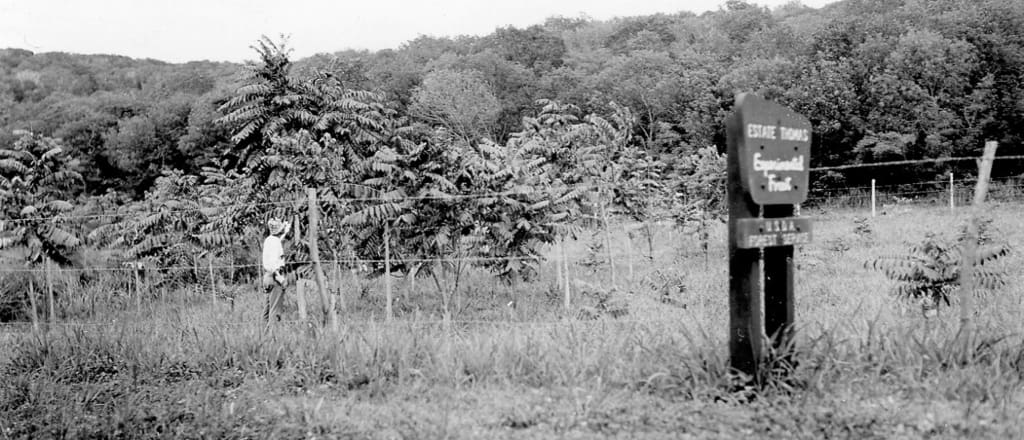 This St. Croix historical photo, date unknown, shows Fated Teak on shallow soil in Estate Thomas. (Photo provided by USDA)