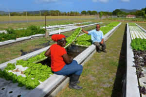 Aquaponically grown lettuce is harvested at UVI. (UVI photo)