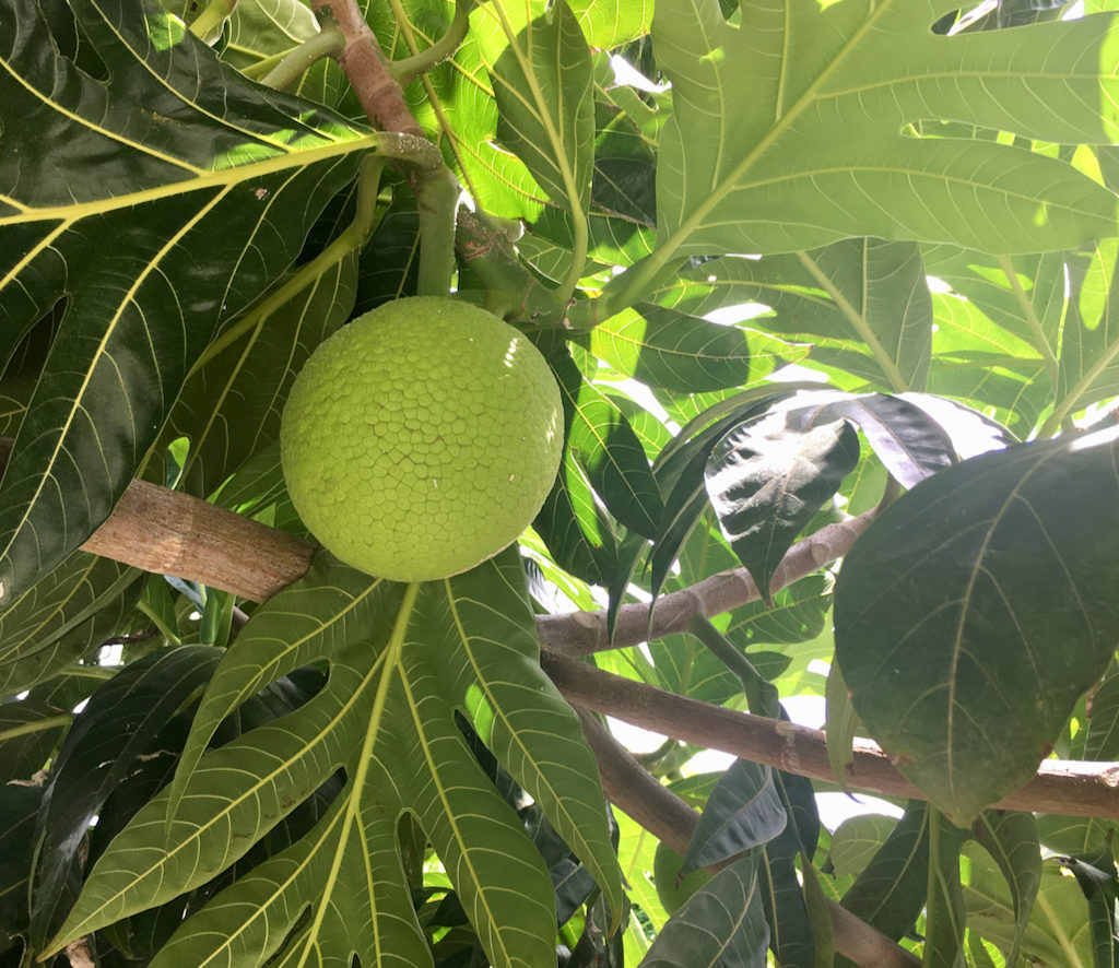A mature breadfruit is near ready for picking. (Source photo by Kelsey Nowakowski)
