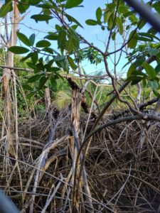 Mangled mangroves on St. Thomas's north side. (S. Pennington photo)