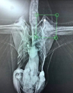 An X-ray shows a pellet lodged in the wing of a pelican. (Photo from Facebook)