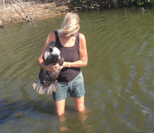 Bird rehabilitator Toni Lance carries a wounded pelican from a pond on the south shore. (Photo from Facebook)