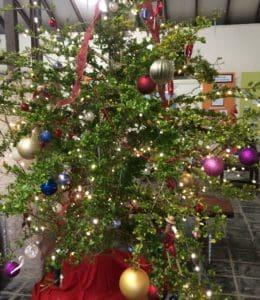 The Inkberry tree holds a prominent place at Whim. (Source photo by Don Buchanan)