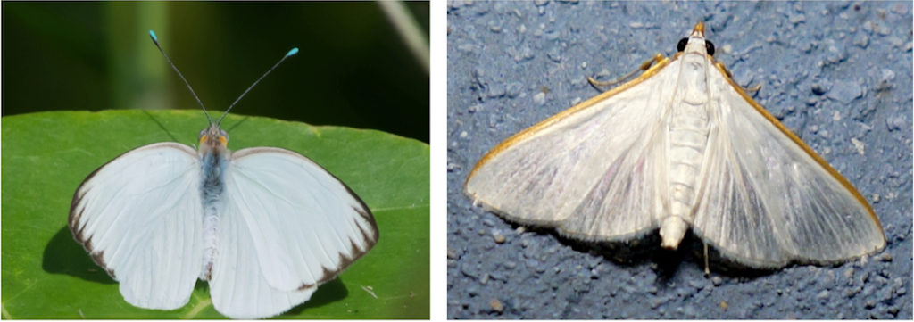 The Great Southern White butterfly, left, and the Snowy Urola moth. (Photos by Gail Karlsson)