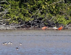 Three Scarlet Ibis were spotted during the Christmas Bird Count on Southgate Pond. (Photo by Toni Lance)