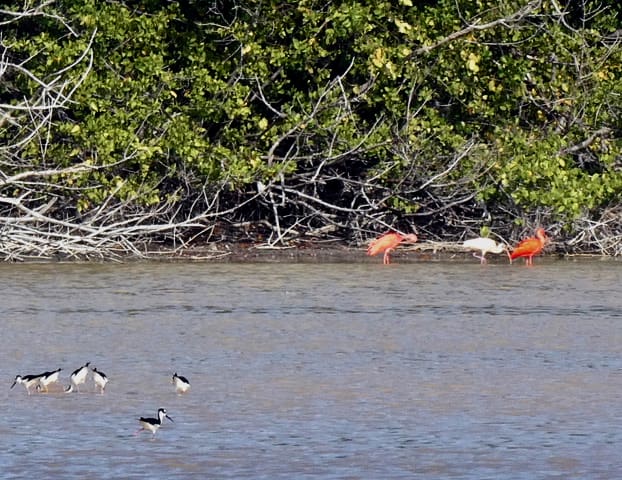 Christmas Bird Counters Spot Trio of Rare Scarlet Ibis