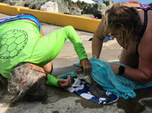 Donna Boles and Nicole Angeli try to remove fishing line during a rescue from a green turtle’s mouth in December. (Photo provided by Claudia Lombard)