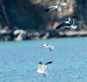 Laughing gulls nest on small islands near the St. Thomas airport in the summer and can get in the way of planes. (Source photo by Gail Karlsson)