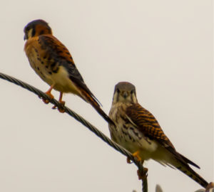 American kestrels perch on poles and wires to watch for prey. (Source photo by Gail Karlsson)