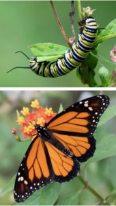 The Monarch Butterfly caterpillar, above, transforms into the beauty of the Monarch Butterfly. (Photos by Gail Karlsson)