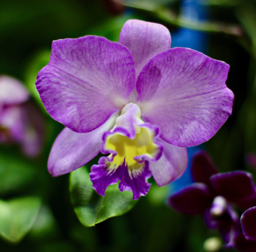 Phalaennopis or “Moth Orchids” are found in a wide variety of sizes and colors. Popular for decorating, these grow well on St. Croix. This close up shows the wonderful colors and delicacy of a single bloom. (Source photo by Linda Morland)
