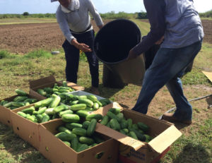 Boxes are being filled with cucumbers for schools on St. Croix by VIFA members Philip Titre and Leroy Peets. (Photo submitted by VIFA President Nate Olive)