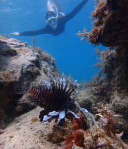 A lionfish scavenges a reef off Secret Harbor, St. Thomas. (Source photo by Dave MacVean)