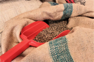 A burlap bag contains single-sourced, green coffee beans that are imported from Sumatra, an island off Indonesia. (Source file photo by Bethaney Lee)
