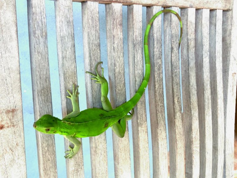 Getting To Know Your Virgin Island Lizards